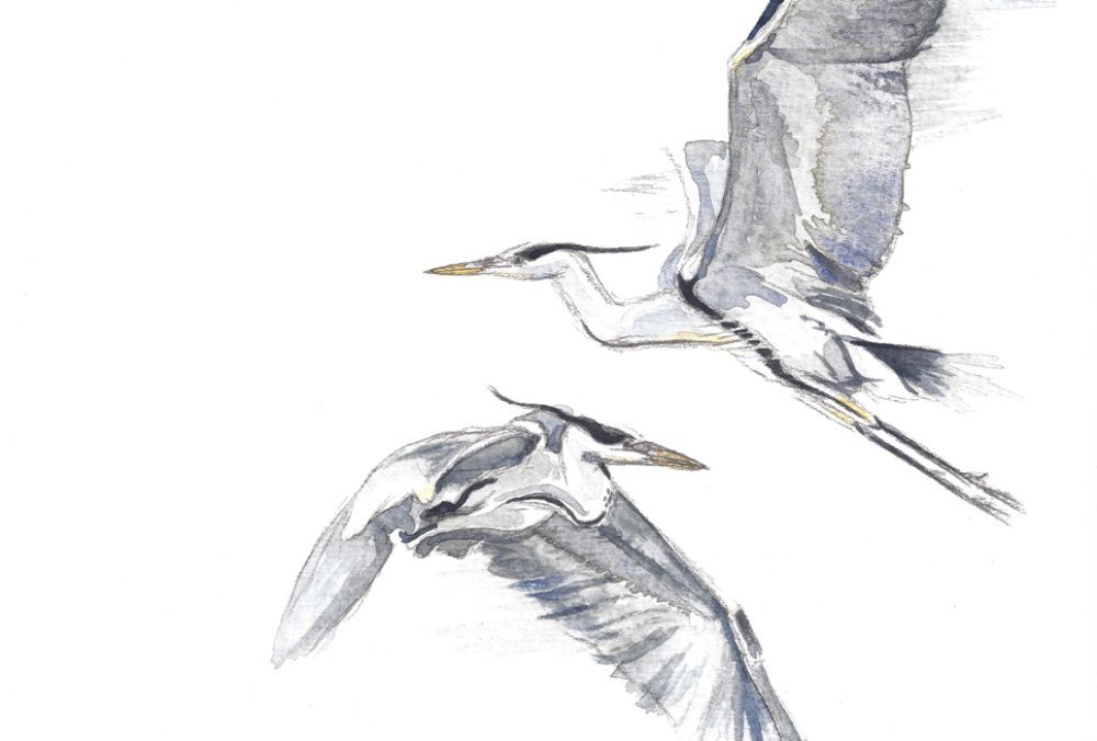 tekening blauwe reigers