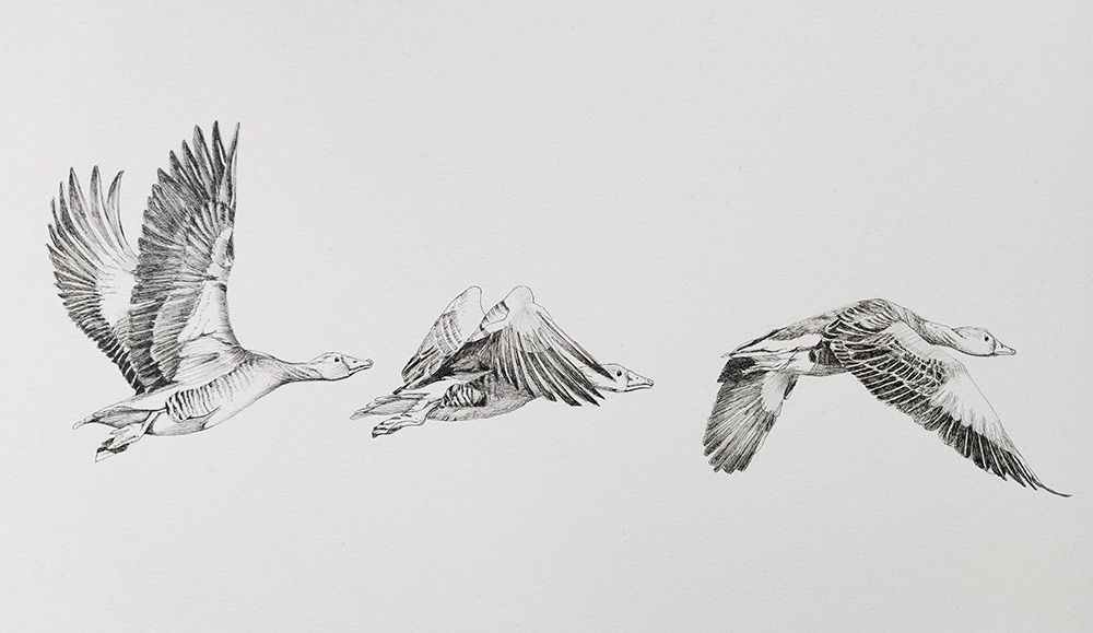 grauwe gans in vlucht