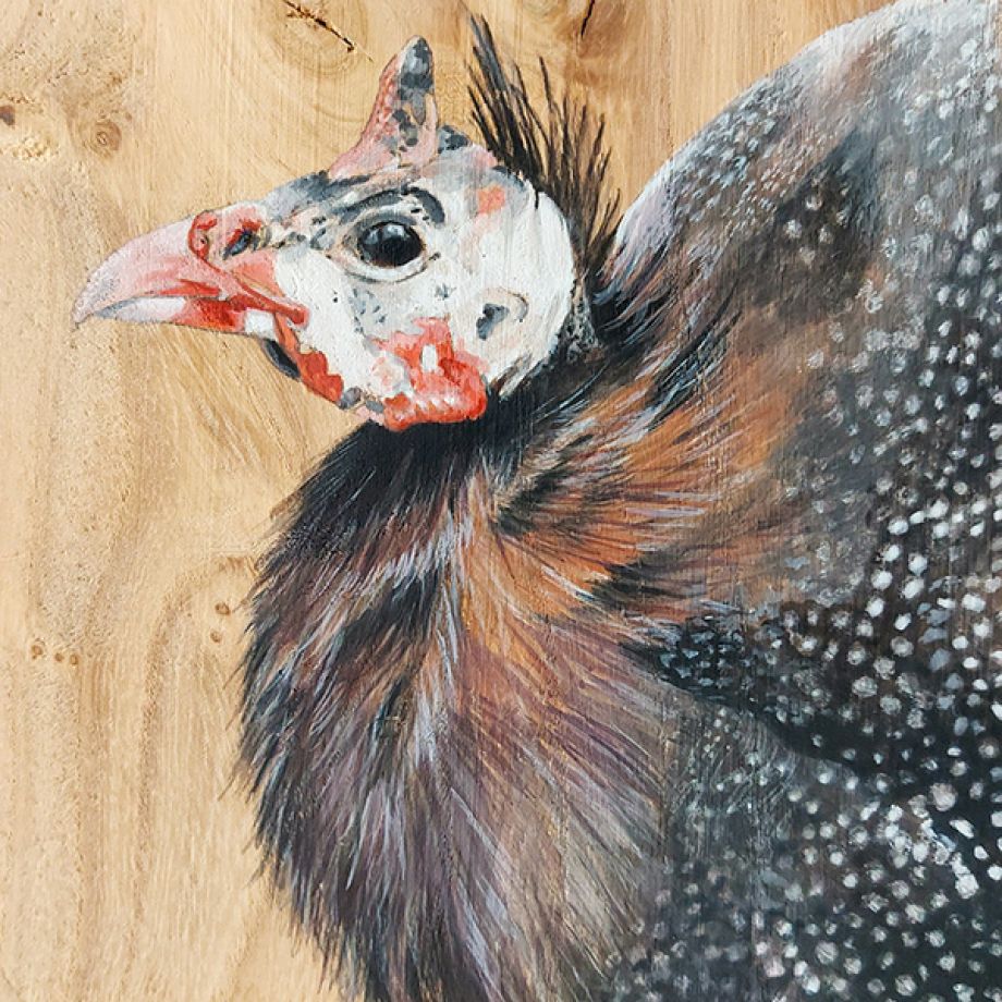 vogelhoutje Parelhoen