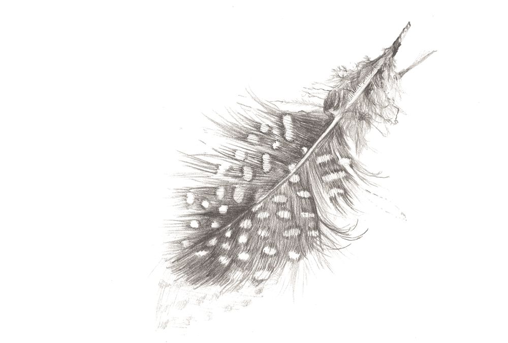 tekening veer Parelhoen