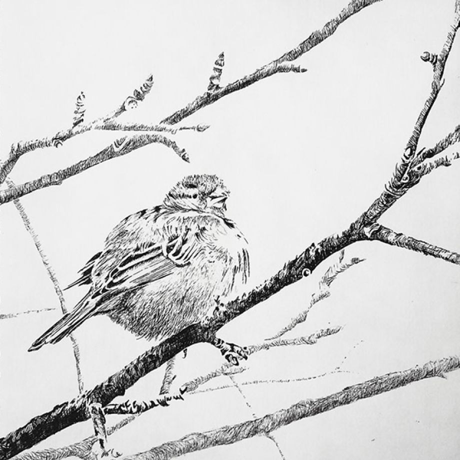 ets jonge mus in de winter