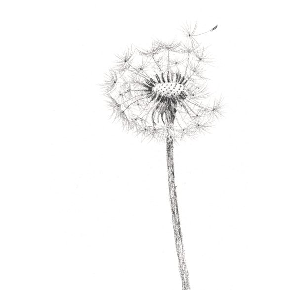 paardenbloem tekenen