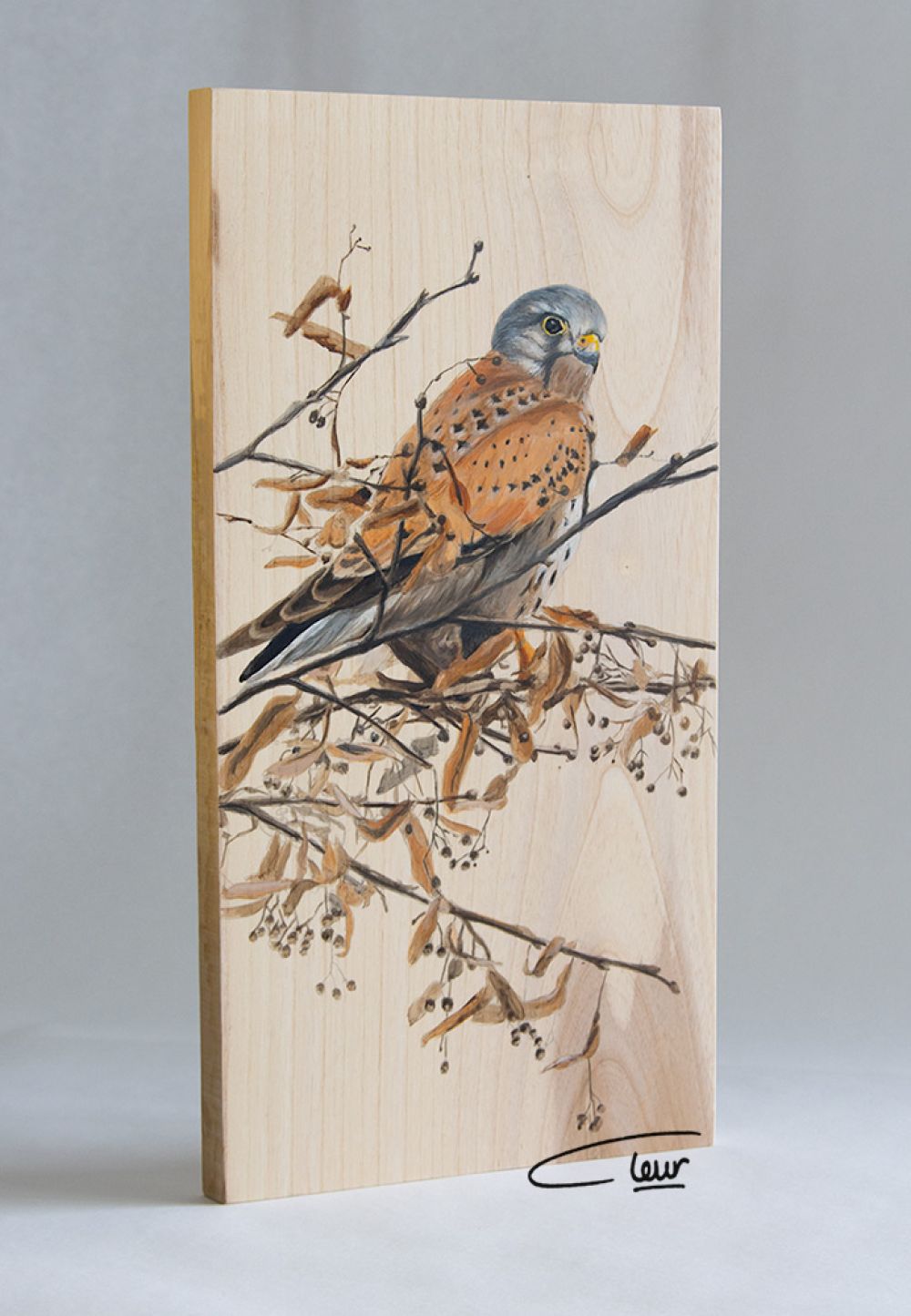vogelhoutjes Torenvalk