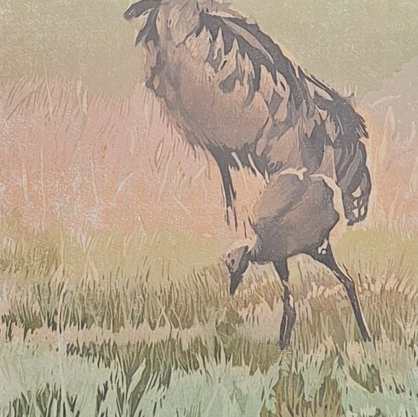 Grus grus