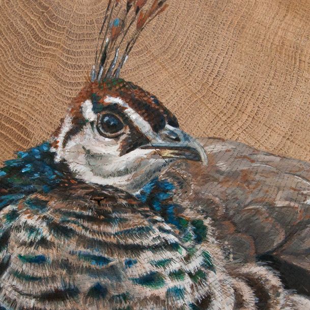 vogelhoutje pauw