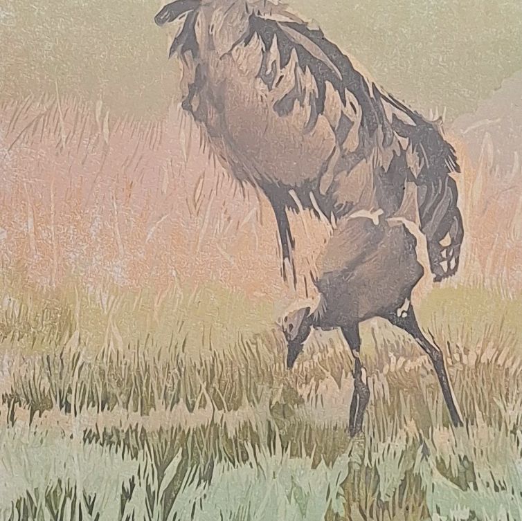 Grus grus