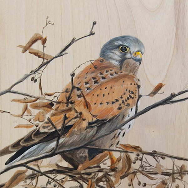 vogelhoutje torenvalk