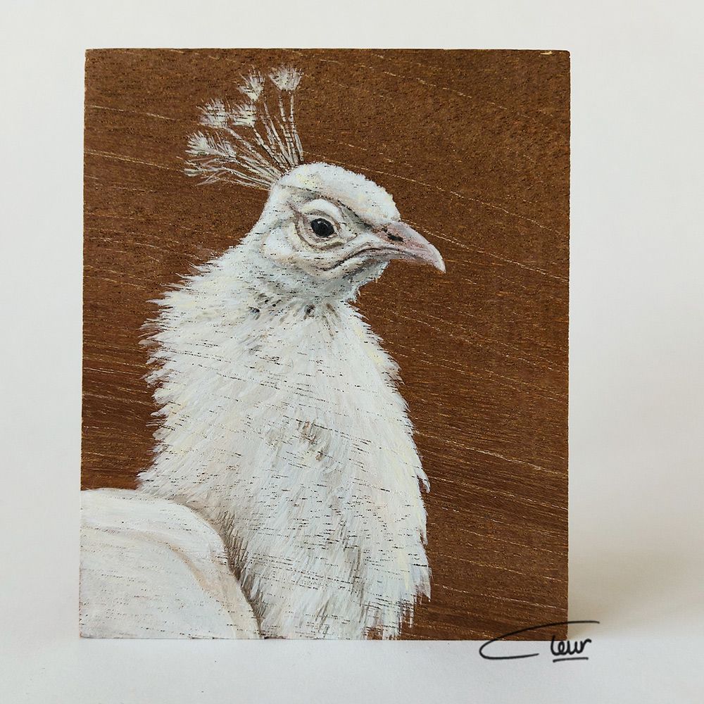 vogelhoutje witte pauw