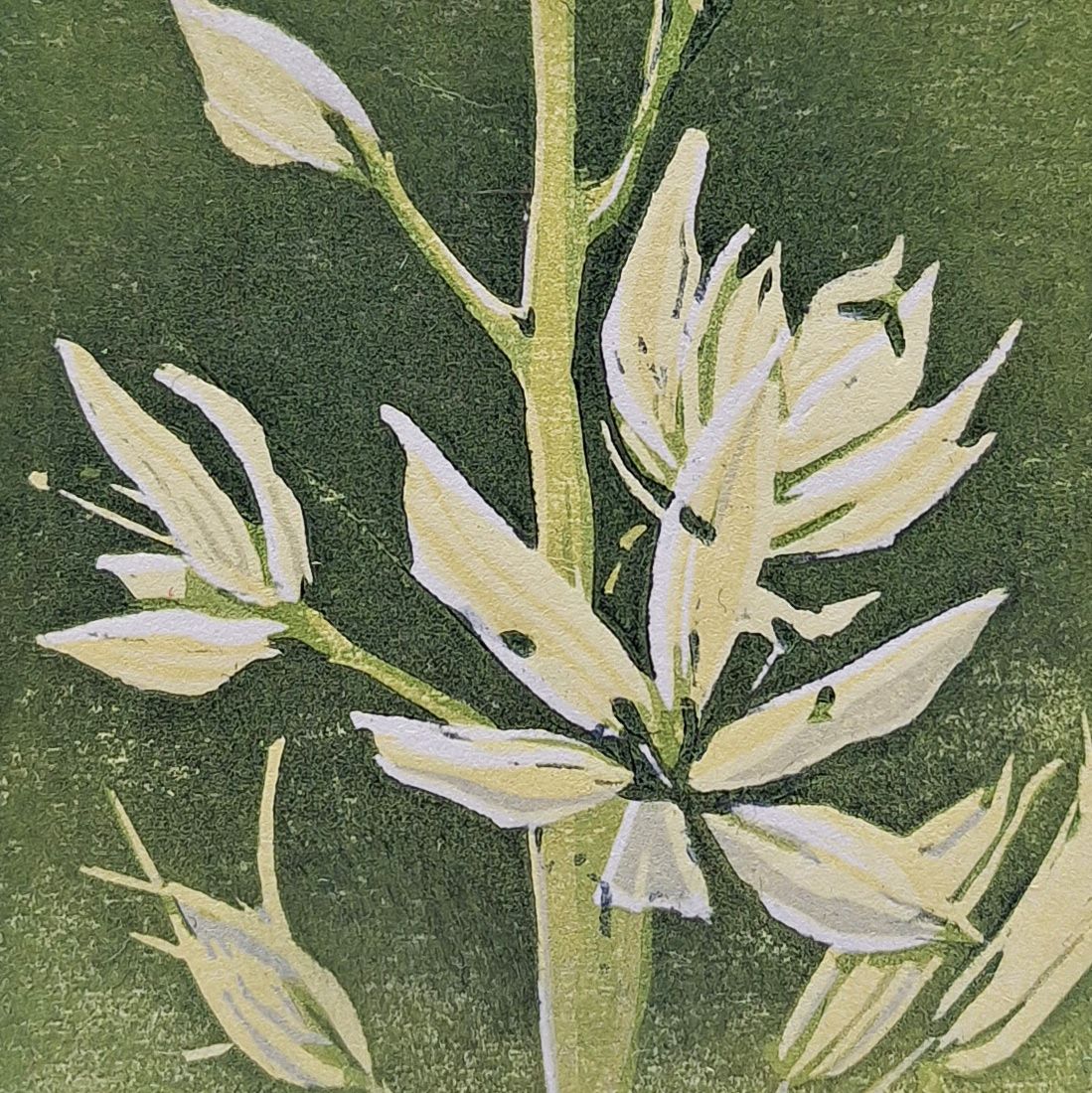 prairielelie
