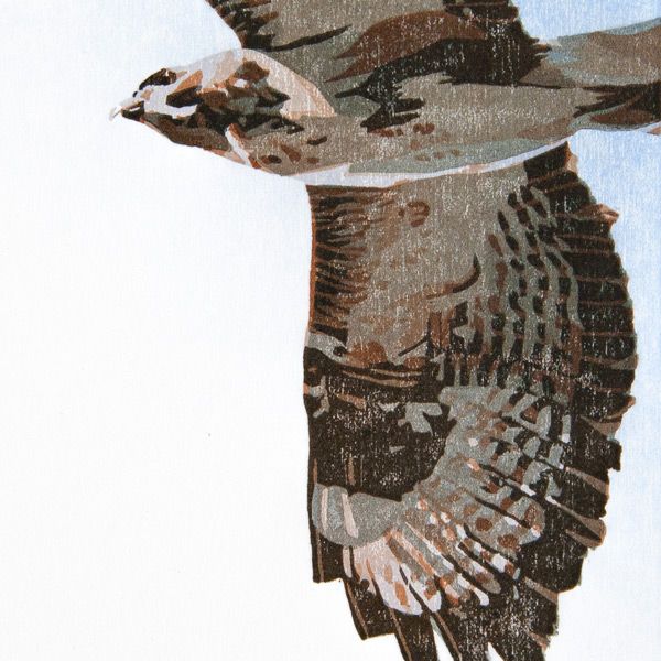 houtsnede buizerd