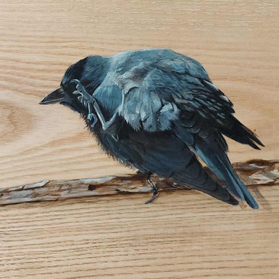 vogelhoutje Kauwtjes