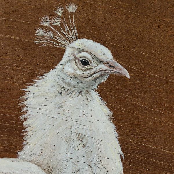 vogelhoutje witte pauw