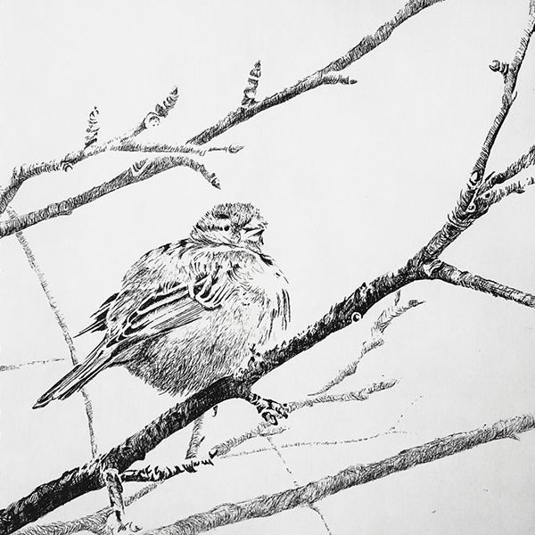 ets jonge mus in de winter