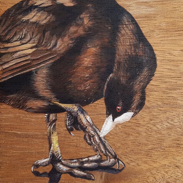 vogelhoutje meerkoet