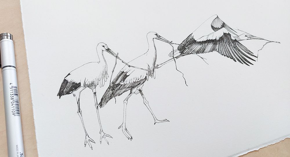 pentekening ooievaars